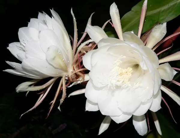 Brahma_Kamal_Flowering_Plant_For_Home_Gardening_White_Brahma_Kamal_Night_Flower_Plant_(Pack_Of_1)