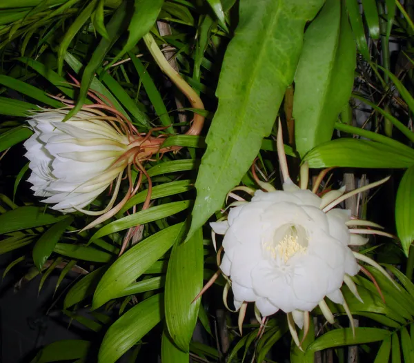 Brahma_Kamal_White_Flower_Highly_Benefited_Plant_For_Home_Gardening_(Pack_Of_1)