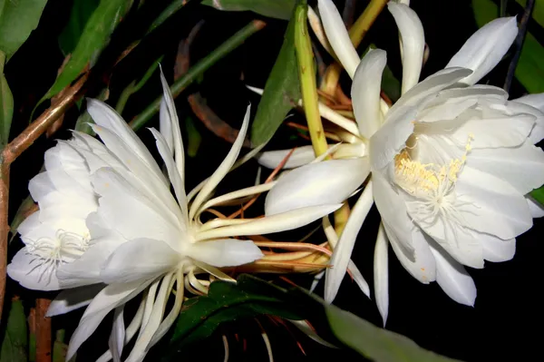 Brahma_Kamal_White_Flower_Highly_Benefited_Plant_For_Home_Gardening_(Pack_Of_1)