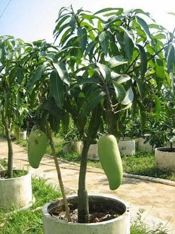 Bruin_King_Hybrid_Mango__Plant_(Pack_Of_1)