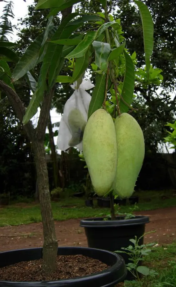 Bruin_King_Hybrid_Mango__Plant_(Pack_Of_1)