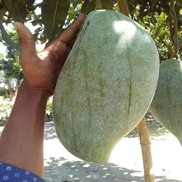 Bruin_King_Hybrid_Mango__Plant_(Pack_Of_1)