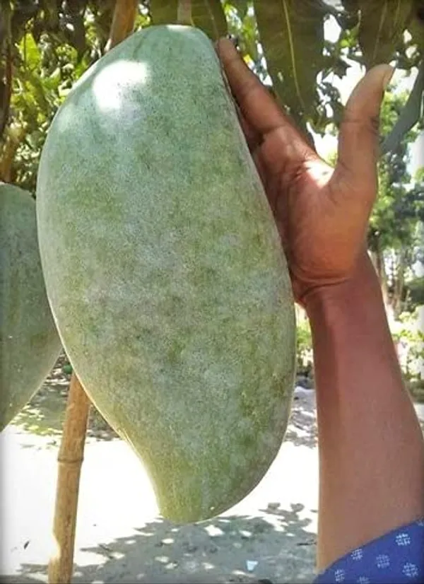 Bruin_King_Hybrid_Mango__Plant_(Pack_Of_1)