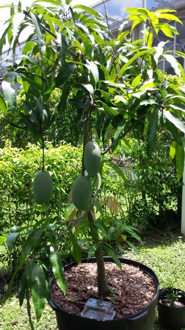 Bruin_King_Jambo_Size_Mango_Fruit_Plant_(1.5-3.5_Ft_Hight)_For_Gardening_Hybrid_Mango_Fruit_Plant_Age_1.5_Years_Bruin_King_Healthy_Mango_Plant_(Pack_Of_1)