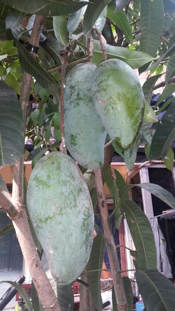 Bruin_King_Jambo_Size_Mango_Fruit_Plant_(1.5-3.5_Ft_Hight)_For_Gardening_Hybrid_Mango_Fruit_Plant_Age_1.5_Years_Bruin_King_Healthy_Mango_Plant_(Pack_Of_1)