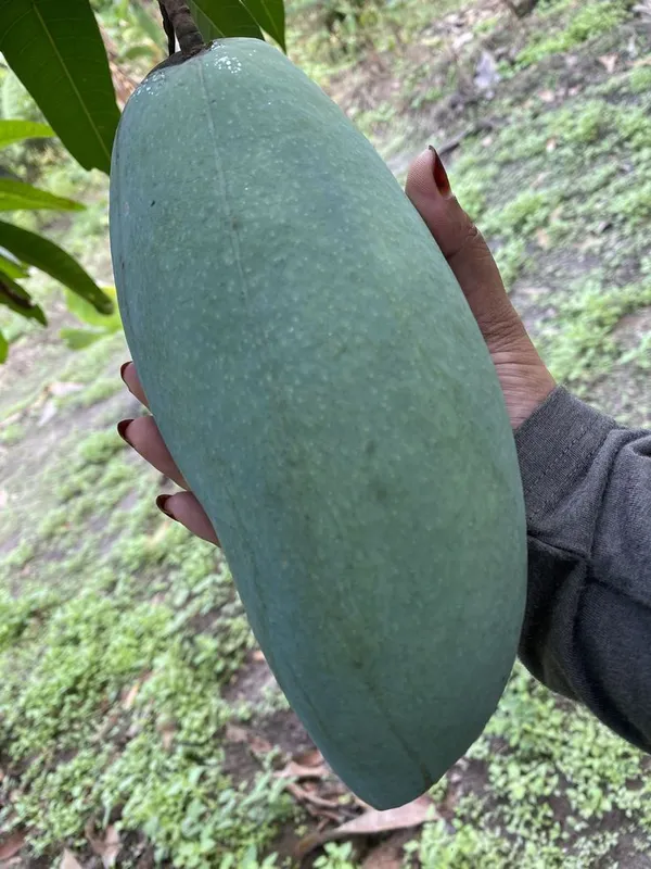 Bruin_King_Jambo_Size_Mango_Fruit_Plant_(1.5-3.5_Ft_Hight)_For_Gardening_Hybrid_Mango_Fruit_Plant_Age_1.5_Years_Bruin_King_Healthy_Mango_Plant_(Pack_Of_1)
