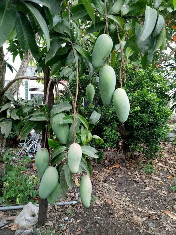 Bruin_King_Jambo_Size_Mango_Fruit_Plant_(1.5-3.5_Ft_Hight)_For_Gardening_Hybrid_Mango_Fruit_Plant_Age_1.5_Years_Bruin_King_Healthy_Mango_Plant_(Pack_Of_1)