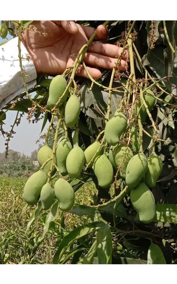 Indian_Kasar_Mango_Fruit_Plant_&_Tree_For_Home_Gardening_Hybrid_Kasar_Mango_Garfted_Plant_Age_1.5_Years_(Pack_Of_1)