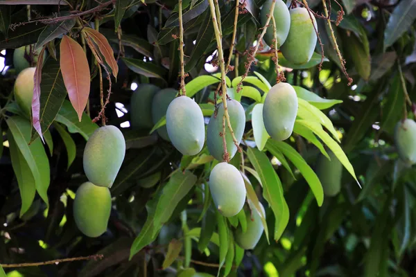 Indian_Kasar_Mango_Fruit_Plant_&_Tree_For_Home_Gardening_Hybrid_Kasar_Mango_Garfted_Plant_Age_1.5_Years_(Pack_Of_1)