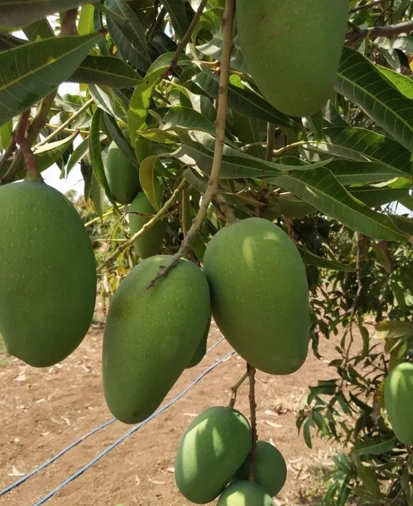 Indian_Kasar_Mango_Fruit_Plant_&_Tree_For_Home_Gardening_Hybrid_Kasar_Mango_Garfted_Plant_Age_1.5_Years_(Pack_Of_1)