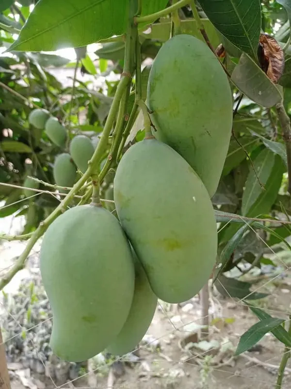Indian_Kasar_Mango_Fruit_Plant_&_Tree_For_Home_Gardening_Hybrid_Kasar_Mango_Garfted_Plant_Age_1.5_Years_(Pack_Of_1)