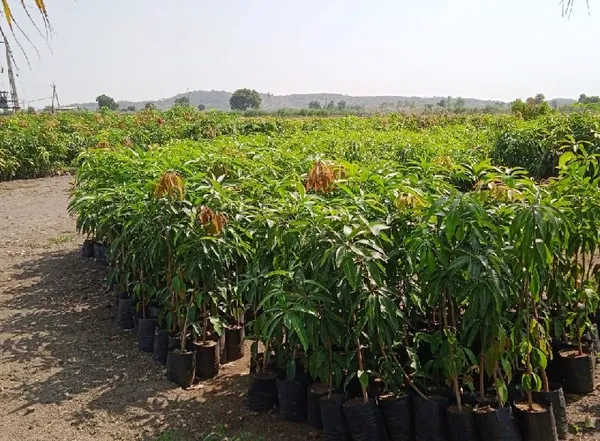 Indian_Kasar_Mango_Fruit_Plant_&_Tree_For_Home_Gardening_Hybrid_Kasar_Mango_Garfted_Plant_Age_1.5_Years_(Pack_Of_1)