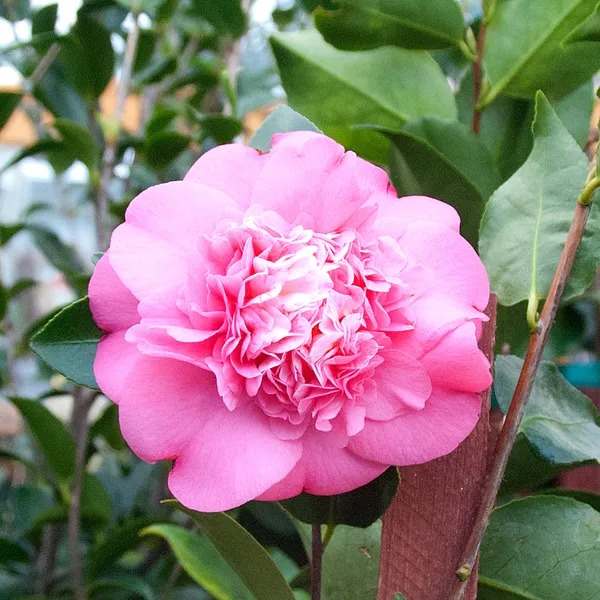 Camelia_(Brushfield_Pink)_Flowering_Plant_For_Shrub/Bush/Home_Gardening_Beautiful_Pink_Camelia_Flower_Plant_(1.5-2_Ft_Size)_Pack_Of_1