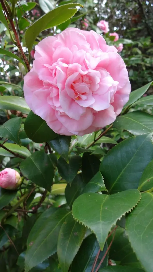 Camelia_(Brushfield_Pink)_Flowering_Plant_For_Shrub/Bush/Home_Gardening_Beautiful_Pink_Camelia_Flower_Plant_(1.5-2_Ft_Size)_Pack_Of_1