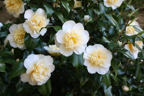 Camelia_(Brushfield's_Yellow)_Flowering_Plant_1.5-2_Ft_Size_For_Shrub/Bush/Home_Gardening_Beautiful_Bicolor_Camelia_Flower_Plant_(Pack_Of_1)