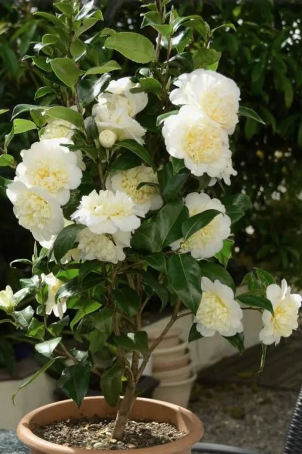 Camelia_(Brushfield's_Yellow)_Flowering_Plant_1.5-2_Ft_Size_For_Shrub/Bush/Home_Gardening_Beautiful_Bicolor_Camelia_Flower_Plant_(Pack_Of_1)