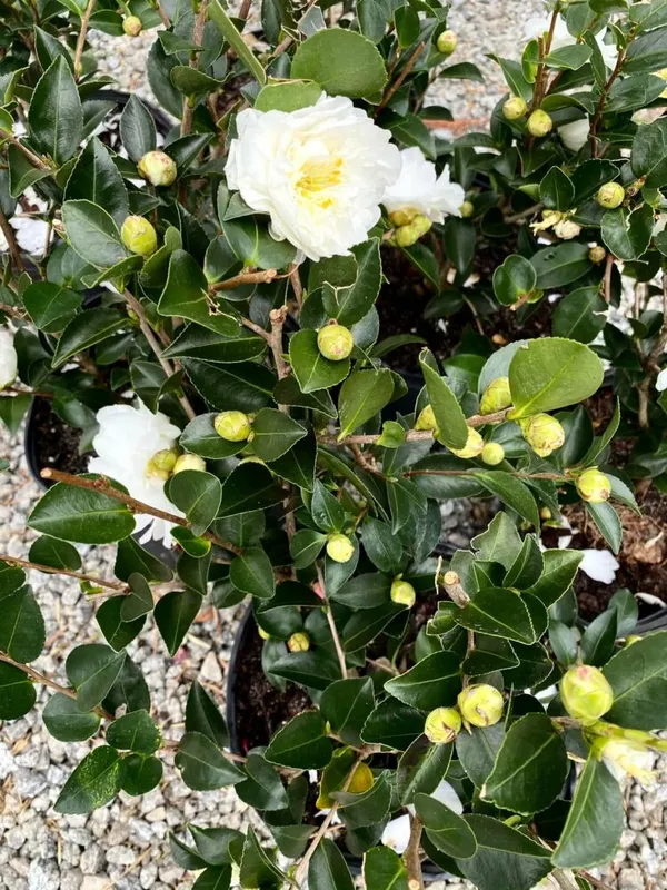 Camelia_(Brushfield's_Yellow)_Flowering_Plant_1.5-2_Ft_Size_For_Shrub/Bush/Home_Gardening_Beautiful_Bicolor_Camelia_Flower_Plant_(Pack_Of_1)