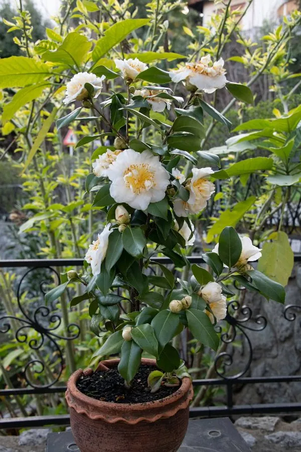 Camelia_(Brushfield's_Yellow)_Flowering_Plant_1.5-2_Ft_Size_For_Shrub/Bush/Home_Gardening_Beautiful_Bicolor_Camelia_Flower_Plant_(Pack_Of_1)