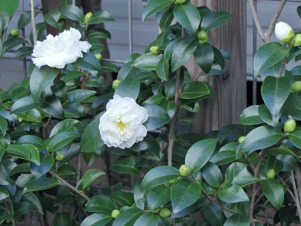 Camelia_(Creamy_White)_Flowering_Plant_For_Shrub/Bush/Home_Decoration_&_Gardening_Beautiful_White_Camelia_Plant_1.5-2_Ft_Size_(Pack_Of_1)