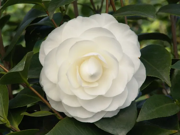 Camelia_(Creamy_White)_Flowering_Plant_For_Shrub/Bush/Home_Decoration_&_Gardening_Beautiful_White_Camelia_Plant_1.5-2_Ft_Size_(Pack_Of_1)
