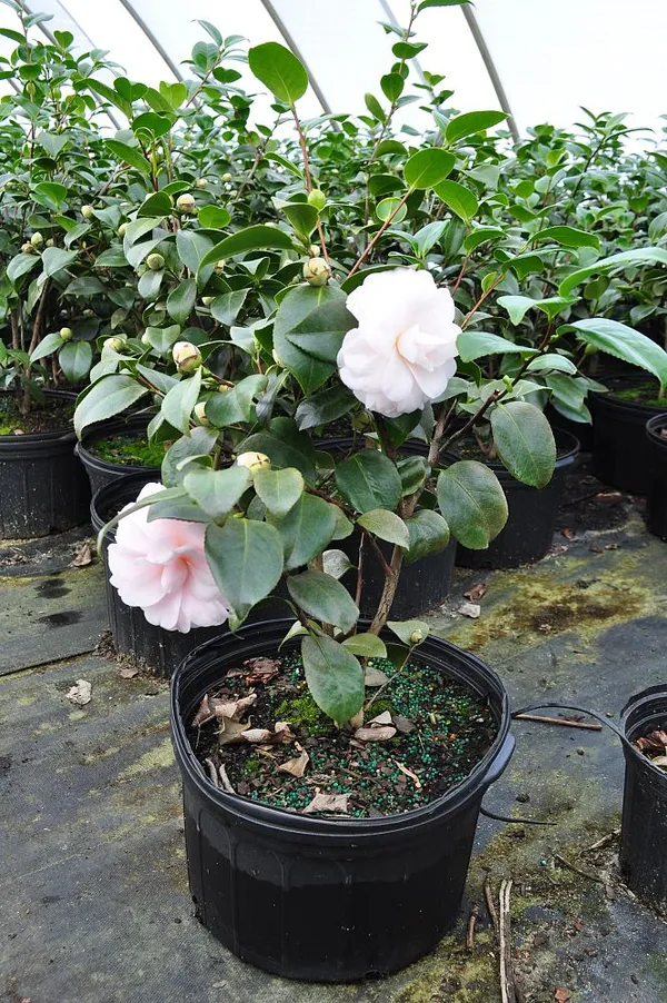 Camelia_(Creamy_White)_Flowering_Plant_For_Shrub/Bush/Home_Decoration_&_Gardening_Beautiful_White_Camelia_Plant_1.5-2_Ft_Size_(Pack_Of_1)