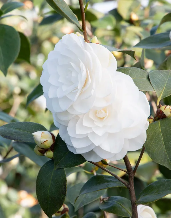 Camelia_(Creamy_White)_Flowering_Plant_For_Shrub/Bush/Home_Decoration_&_Gardening_Beautiful_White_Camelia_Plant_1.5-2_Ft_Size_(Pack_Of_1)
