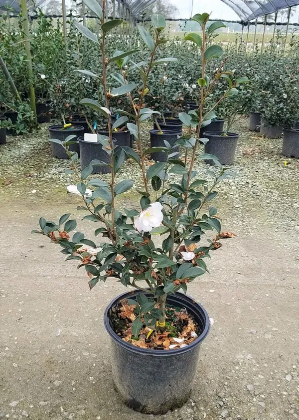 Camelia_(Creamy_White)_Flowering_Plant_For_Shrub/Bush/Home_Decoration_&_Gardening_Beautiful_White_Camelia_Plant_1.5-2_Ft_Size_(Pack_Of_1)