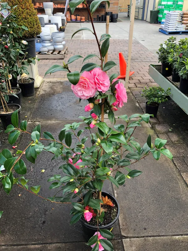 Camelia_(Fluffy_Pink)_Flowering_Plant_(1.5-2_Ft_Size)_For_Shrub/Bush/Home_Gardening_Beautiful_Pink_Camelia_Flower_Plant_(Pack_Of_1)