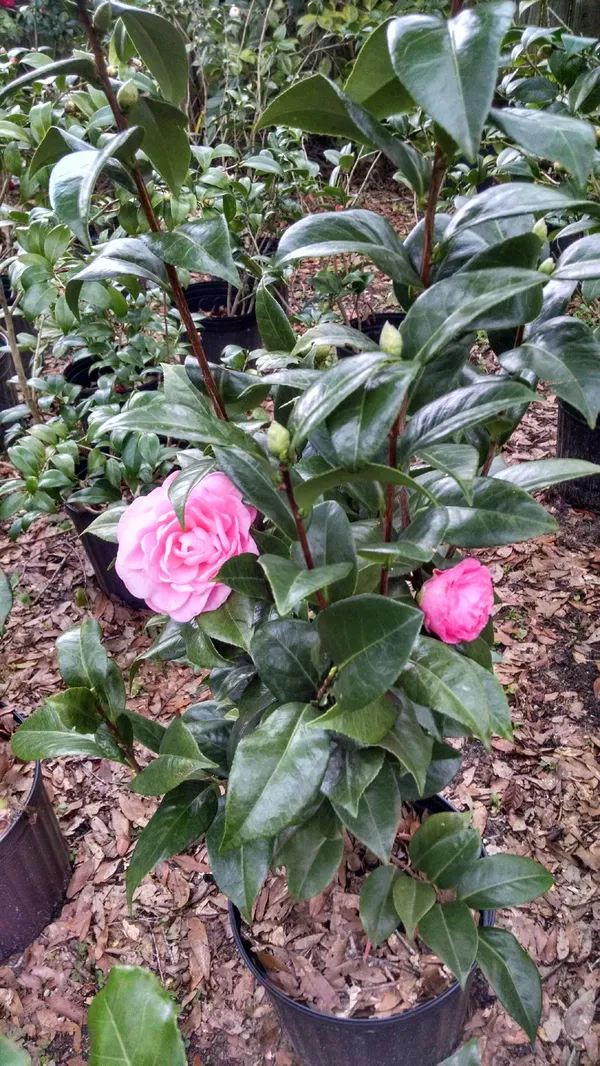 Camelia_(Fluffy_Pink)_Flowering_Plant_(1.5-2_Ft_Size)_For_Shrub/Bush/Home_Gardening_Beautiful_Pink_Camelia_Flower_Plant_(Pack_Of_1)