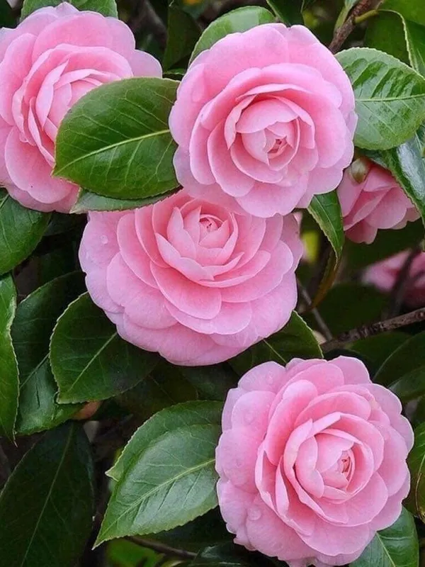 Camelia_(Fluffy_Pink)_Flowering_Plant_(1.5-2_Ft_Size)_For_Shrub/Bush/Home_Gardening_Beautiful_Pink_Camelia_Flower_Plant_(Pack_Of_1)