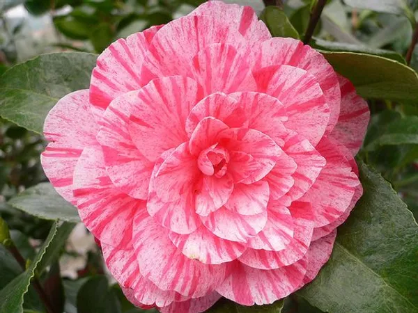Camelia_(Japonica_Variety)_Flowering_Plant_For_Home_Gardening/Shrub/Bush_(1.5-2_Ft_Hight)_Beautiful_Pink_Camelia_Flower_Plant_(Pack_Of_1)