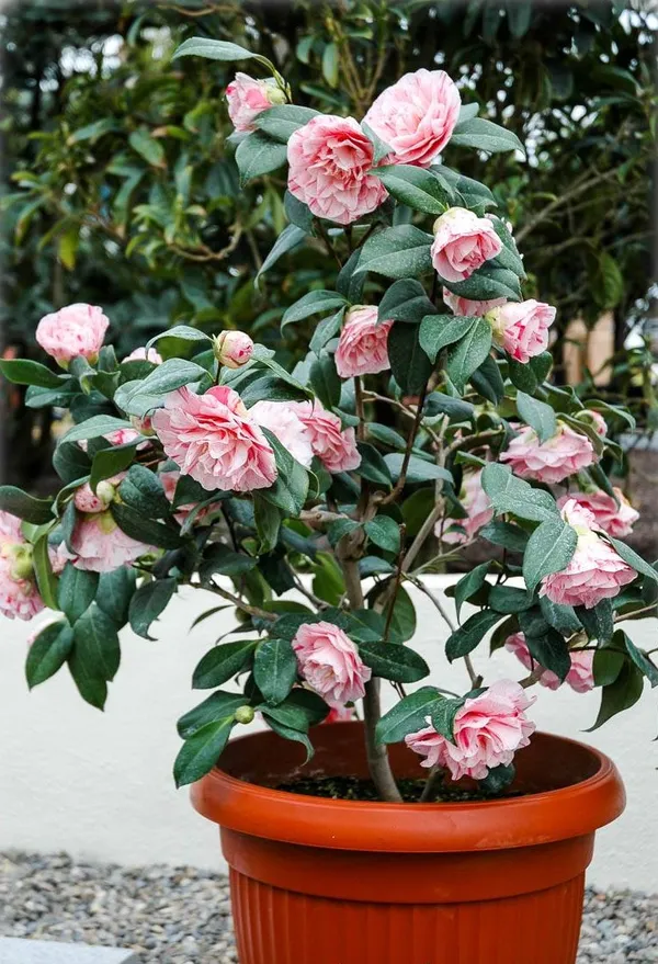 Camelia_(Japonica_Variety)_Flowering_Plant_For_Home_Gardening/Shrub/Bush_(1.5-2_Ft_Hight)_Beautiful_Pink_Camelia_Flower_Plant_(Pack_Of_1)