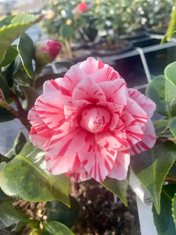 Camelia_(Japonica_Variety)_Flowering_Plant_For_Home_Gardening/Shrub/Bush_(1.5-2_Ft_Hight)_Beautiful_Pink_Camelia_Flower_Plant_(Pack_Of_1)