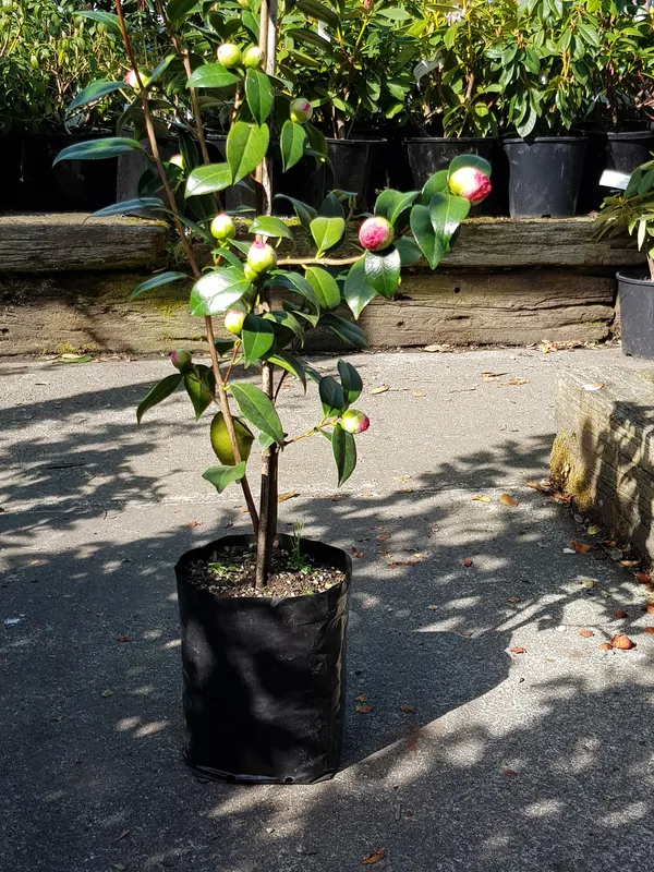 Camelia_(Japonica_Variety)_Flowering_Plant_For_Home_Gardening/Shrub/Bush_(1.5-2_Ft_Hight)_Beautiful_Pink_Camelia_Flower_Plant_(Pack_Of_1)