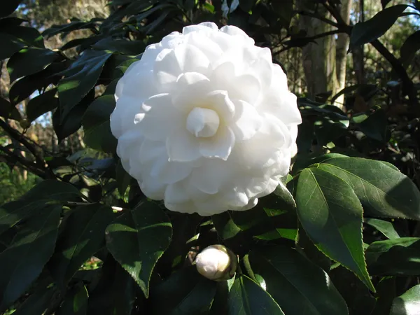 Cameliia_(Alba_Plena_Variety)_White_Flowering_Plant_For_Shrub/Bush/Home_Gardening_(Pack_Of_1)