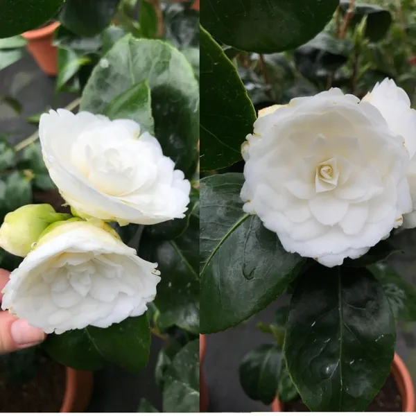 Cameliia_(Alba_Plena_Variety)_White_Flowering_Plant_For_Shrub/Bush/Home_Gardening_(Pack_Of_1)