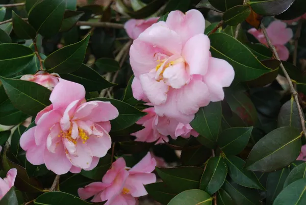 Cameliia_(Sasanqua)_Pink_Flowering_Plant_(1.5-2_Ft_Size)_For_Shrub/Bush/Home_Gardening_Japanese_Cameliia_Flower_Outdoor_Plant_(Pack_Of_1)