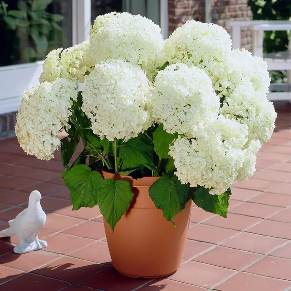 Hydrangea_White_Flowering_Plant_&_Tree_(1.5-2_Ft_Size)_For_Bush/Shrub/Home_Decoration/Gardening_(Pack_Of_1)