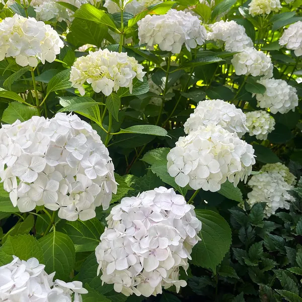 Hydrangea_White_Flowering_Plant_&_Tree_(1.5-2_Ft_Size)_For_Bush/Shrub/Home_Decoration/Gardening_(Pack_Of_1)