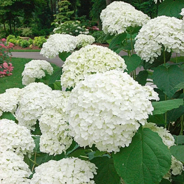 Hydrangea_White_Flowering_Plant_&_Tree_(1.5-2_Ft_Size)_For_Bush/Shrub/Home_Decoration/Gardening_(Pack_Of_1)
