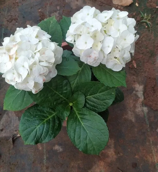 Hydrangea_White_Flowering_Plant_&_Tree_(1.5-2_Ft_Size)_For_Bush/Shrub/Home_Decoration/Gardening_(Pack_Of_1)