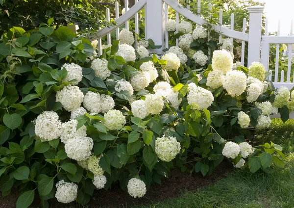 Hydrangea_White_Flowering_Plant_&_Tree_(1.5-2_Ft_Size)_For_Bush/Shrub/Home_Decoration/Gardening_(Pack_Of_1)
