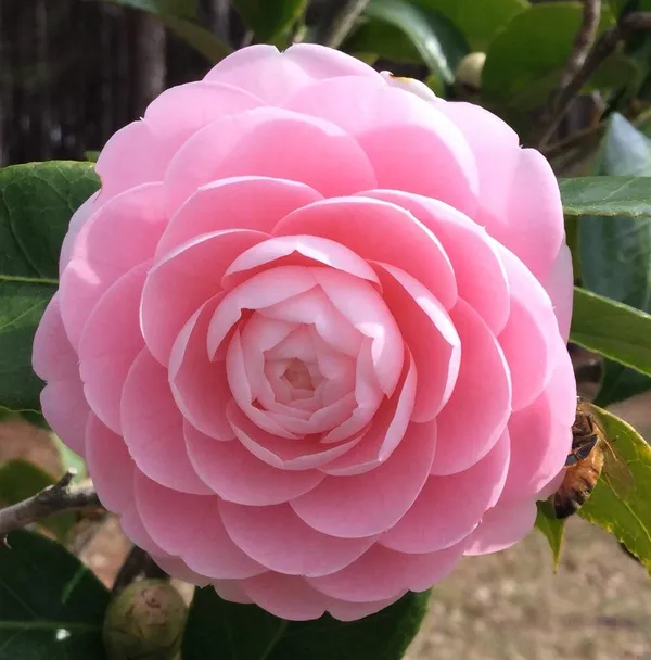 Camellia_Japonica_Variety_Flowering_Plant_For_Home_Gardening_(Pack_Of_1)