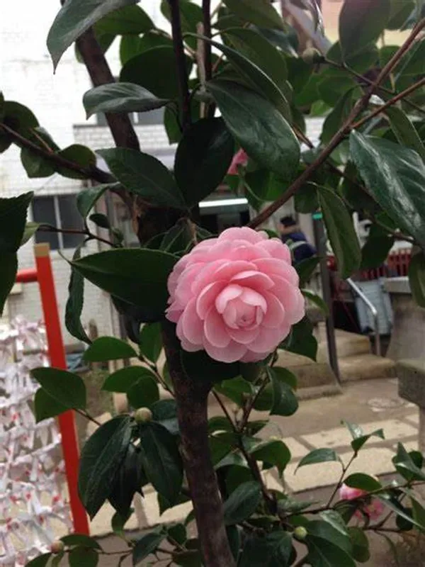 Camellia_Japonica_Variety_Flowering_Plant_For_Home_Gardening_(Pack_Of_1)