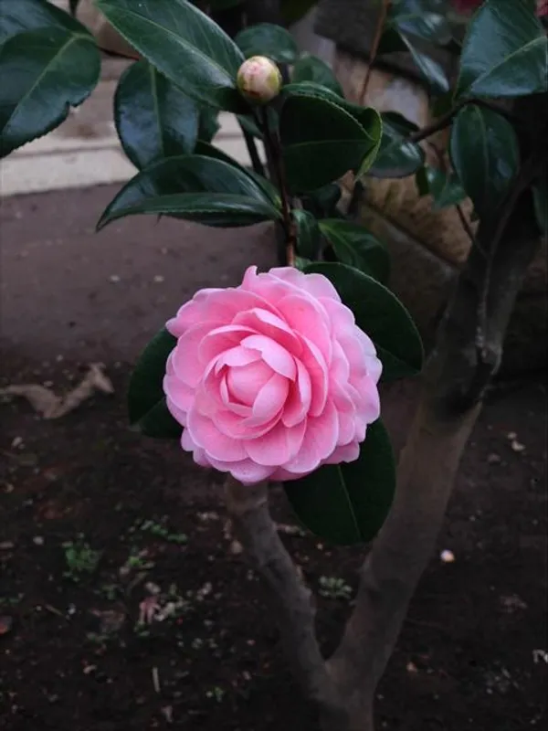 Camellia_Japonica_Variety_Flowering_Plant_For_Home_Gardening_(Pack_Of_1)