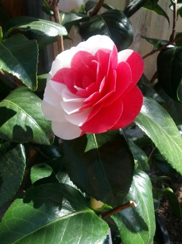 Camellia_(April_Dawn_Variety)_Flowering_Plant_&_Tree_For_Shrub/Bush/Sweet_Home_Garden_Beautiful_Camellia_(Grafted)_Flower_Plant_(Hybrid,_Pack_Of_1)