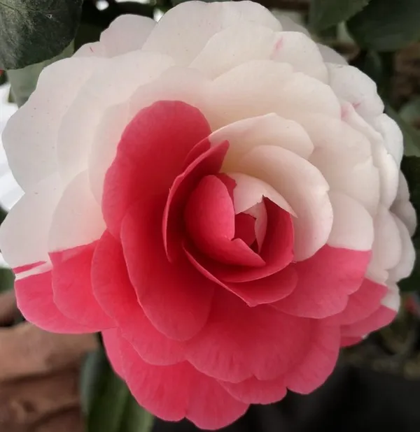 Camellia_(April_Dawn_Variety)_Flowering_Plant_&_Tree_For_Shrub/Bush/Sweet_Home_Garden_Beautiful_Camellia_(Grafted)_Flower_Plant_(Hybrid,_Pack_Of_1)