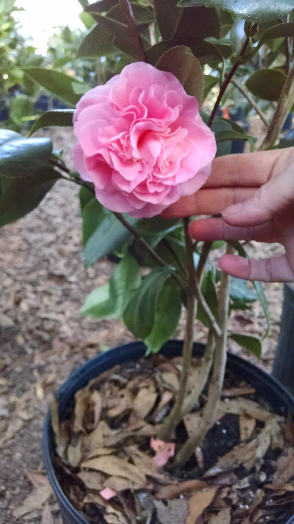 Camellia_(Japonica_Volunteer)_Flowering_Plant_&_Tree_(1.5-2_Ft_Size)_For_Shrub/Bush/Home_Decoration_/Gardening_(Pack_Of_1)