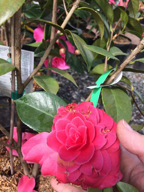 Camellia_(Red)_Flowering_Plant_(1.5-2_Ft_Hight)_For_Shrub/Bush/Home_Decoration/Gardening_(Pack_Of_1)