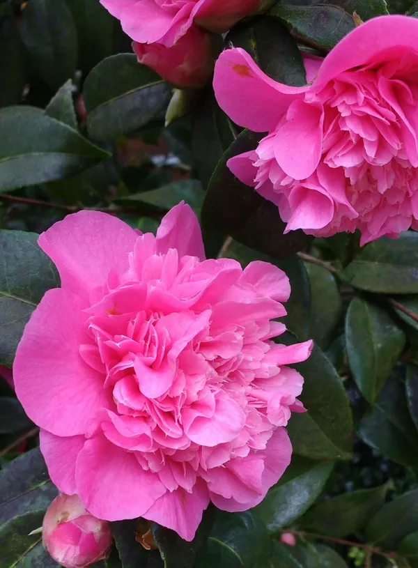 Camellia_(Volunteer)_Flowering_Plant_&_Tree_(1.5-3.5_Ft_Hight)_For_Shrub/Bush/Home_Garden_(Hybrid,_Pack_Of_1)